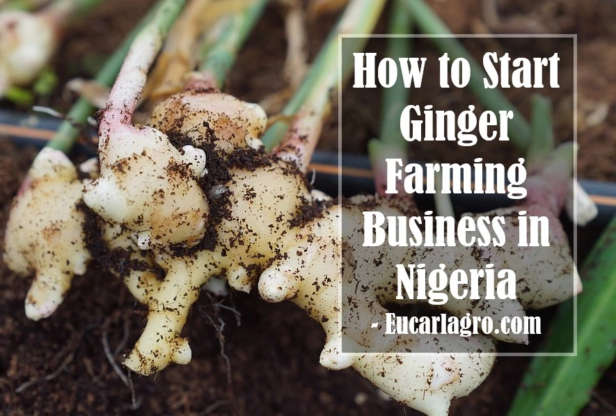 Ginger Farming Business in Nigeria