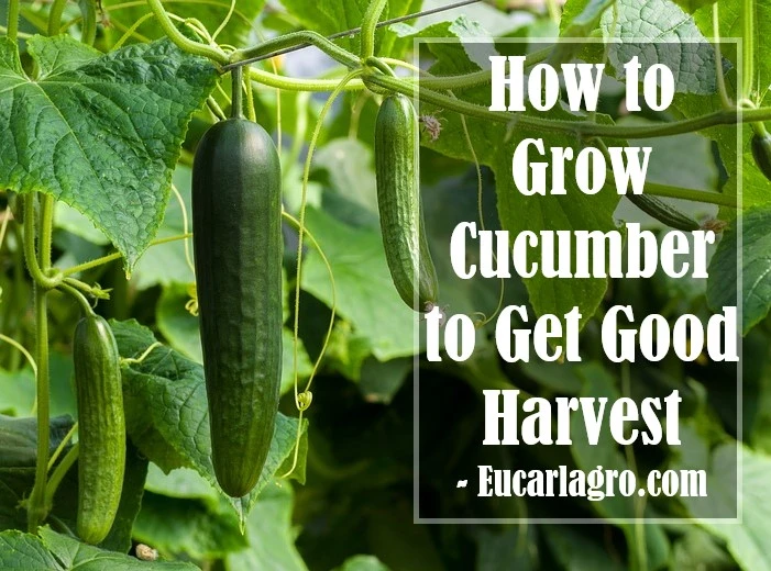 How Best to Grow Cucumber to Get Good Harvest