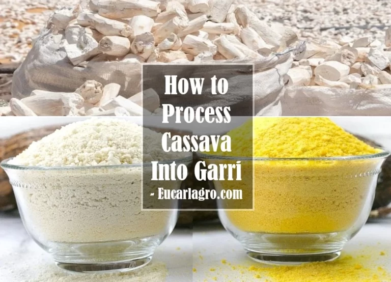 How to Process Cassava Into Garri