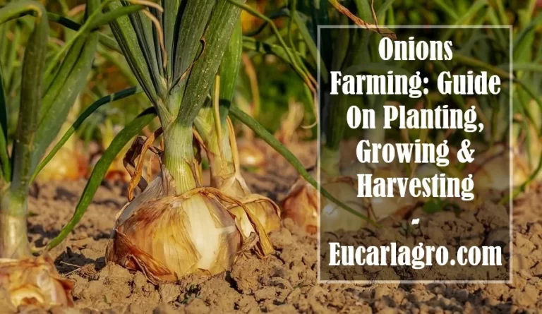 Onions Farming: Guide On Planting, Growing & Harvesting
