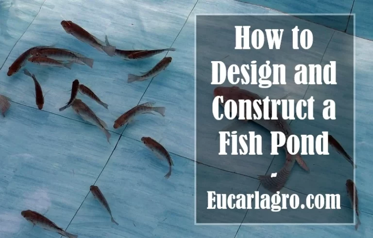 How to Design and Construct a Fish Pond