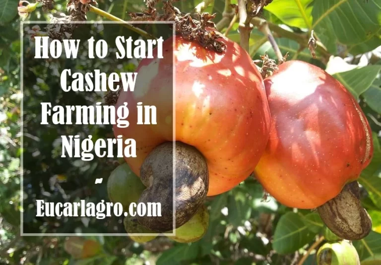 How to Start Cashew Farming in Nigeria