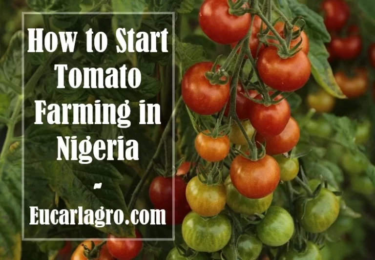 How to Start Tomato Farming in Nigeria