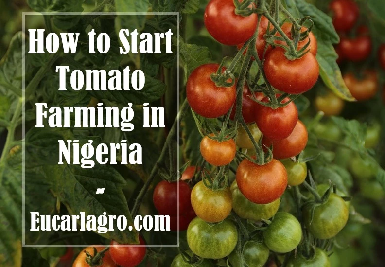 Tomato Farming In Nigeria