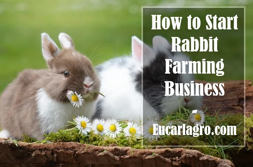 How to Start Rabbit Farming Business