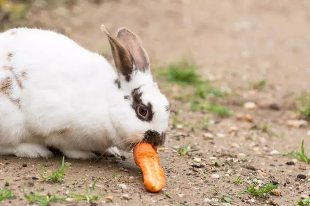 Rabbit diet