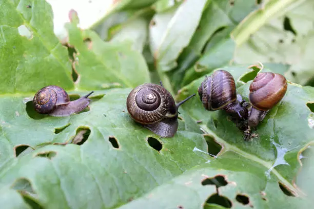 Feeding Snails