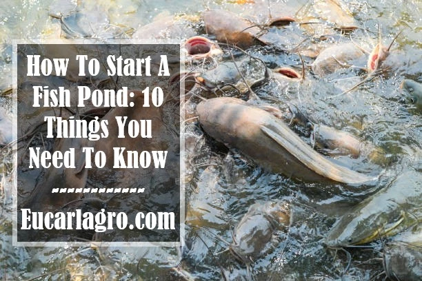 How To Start A Fish Pond
