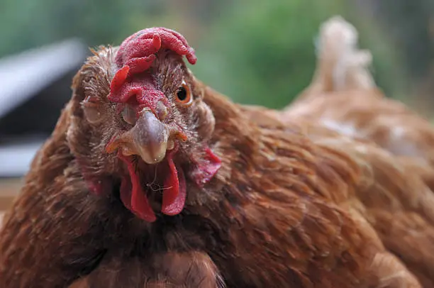 Common diseases found in chicken