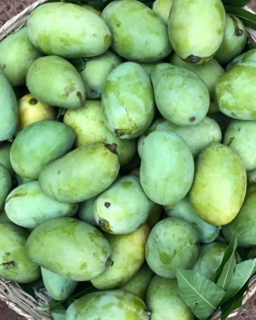 Processing mangoes