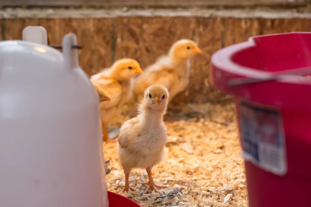 9 Important Feeding Equipment For Chickens