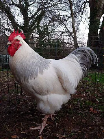 Sussex Chicken Breed
