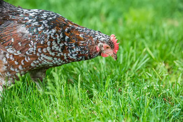 Speckled Sussex Chicken Breed