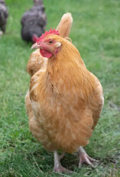 Orpington Chickens