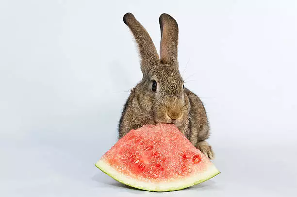 Food for rabbits