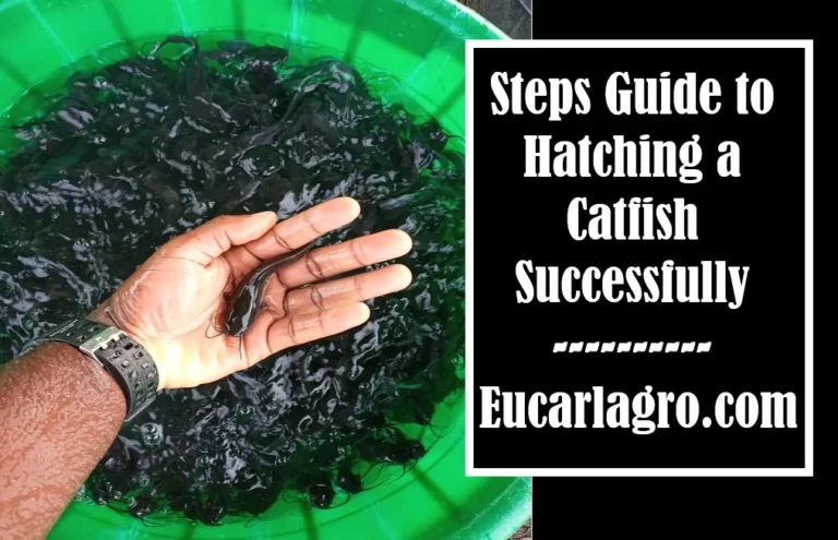 7 Steps Guide to Hatching a Catfish Successfully