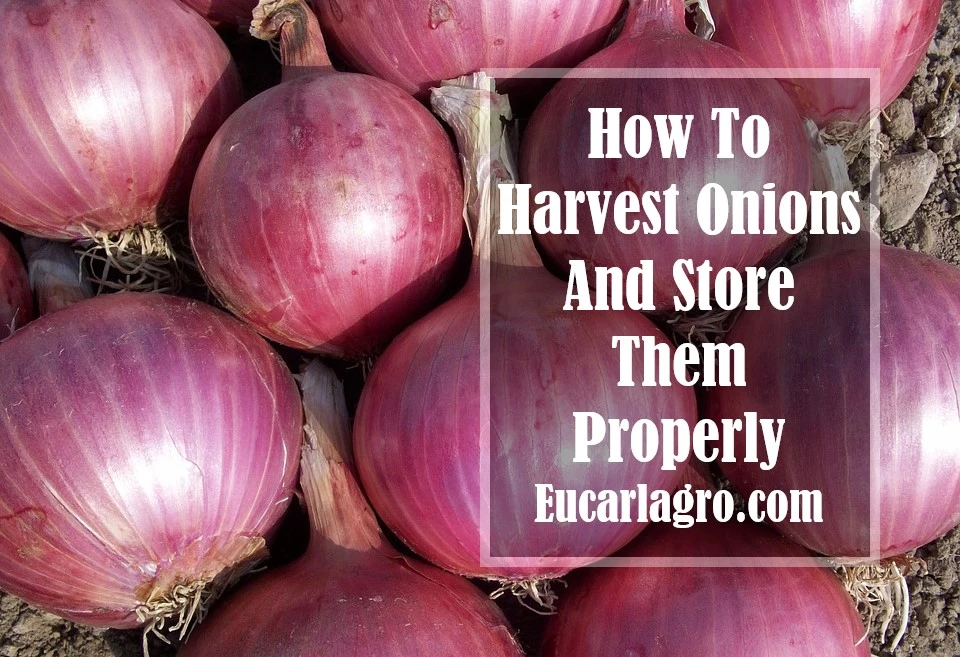 How To Harvest Onions And Store Them Properly
