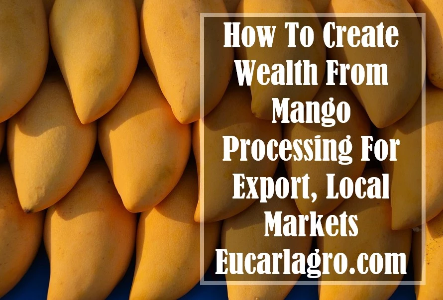 Create Wealth From Mango Processing