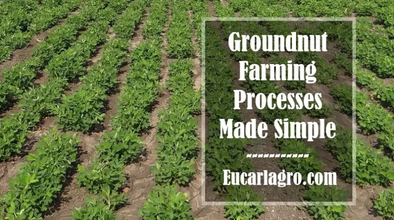 Groundnut Farming Processes Made Simple