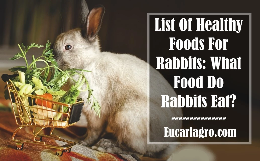 List Of Healthy Foods For Rabbits: What Food Do Rabbits Eat?