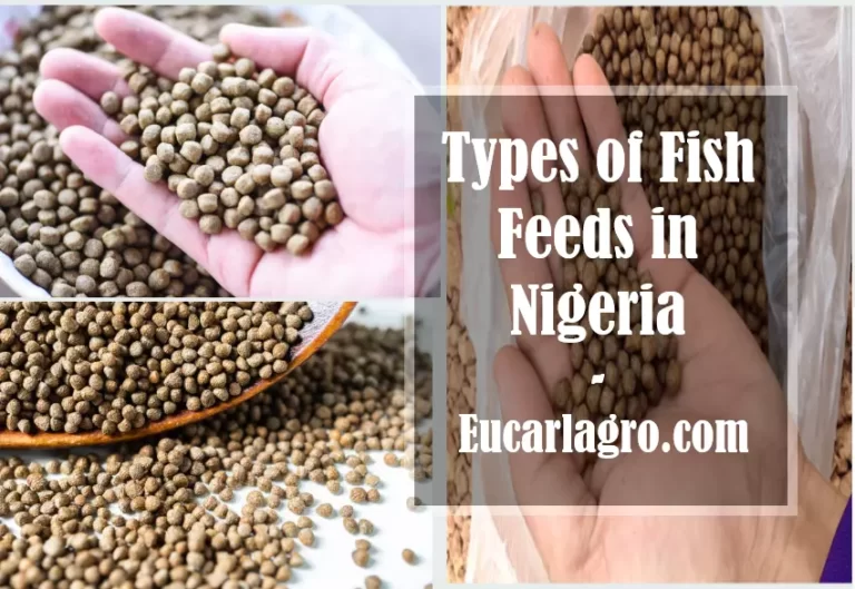 7 Types of Fish Feed in Nigeria