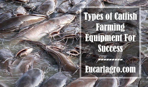 Types of Catfish Farming Equipment For Success