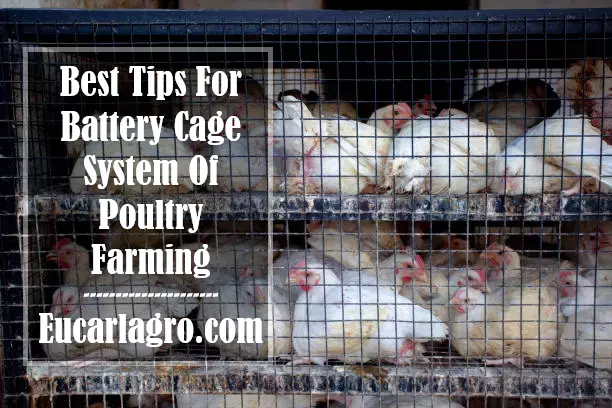 Best Tips For Battery Cage System Of Poultry Farming