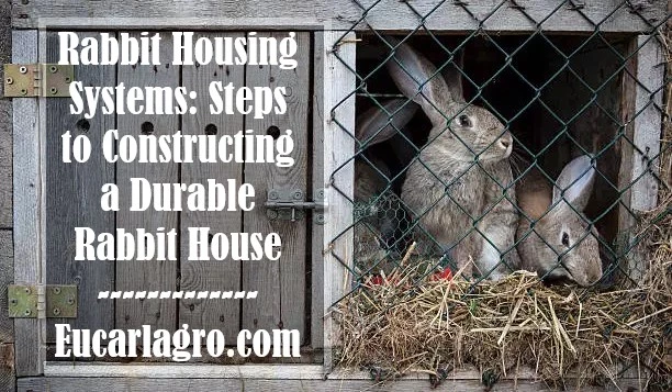Rabbit Housing Systems: Steps to Constructing a Durable Rabbit House