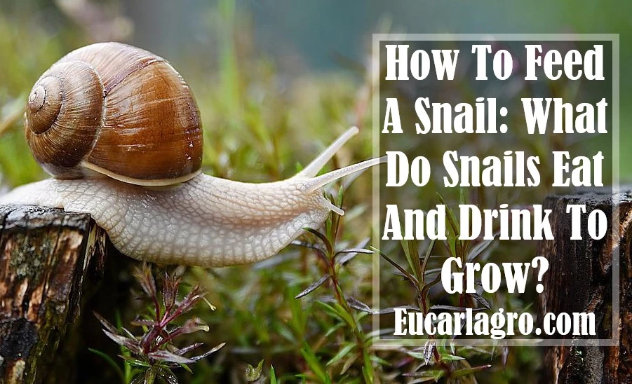 How To Feed A Snail: What Do Snails Eat And Drink To Grow?