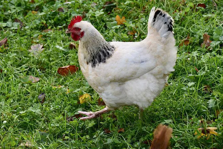 Light Sussex Chicken Breed 