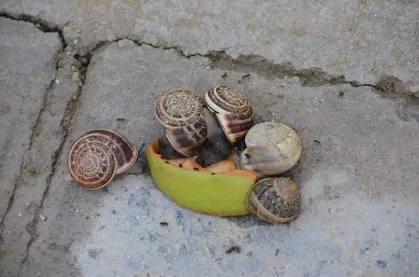 Food For Snails