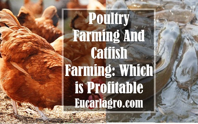 Poultry Farming And Catfish Farming: Which is Profitable?