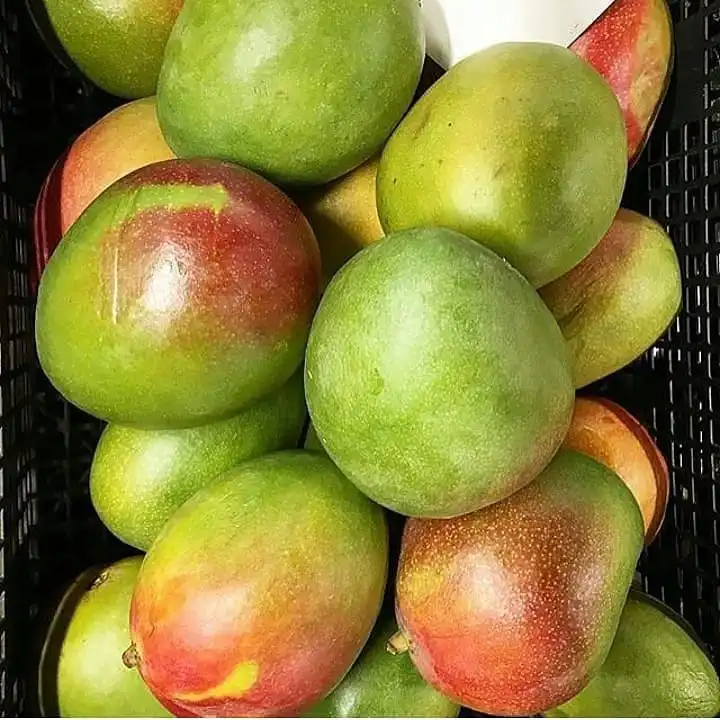 Mango Production