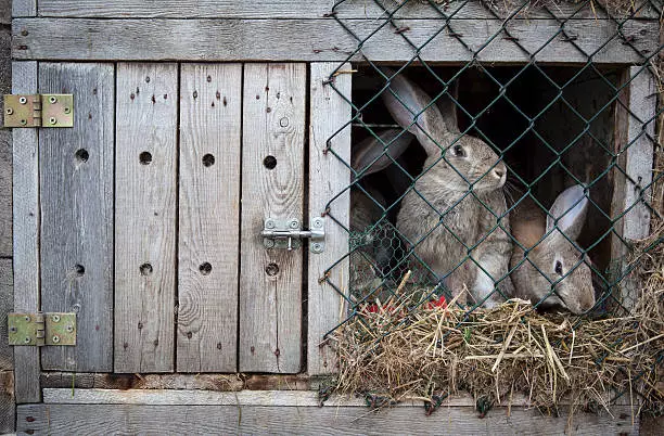 Rabbit Housing Systems