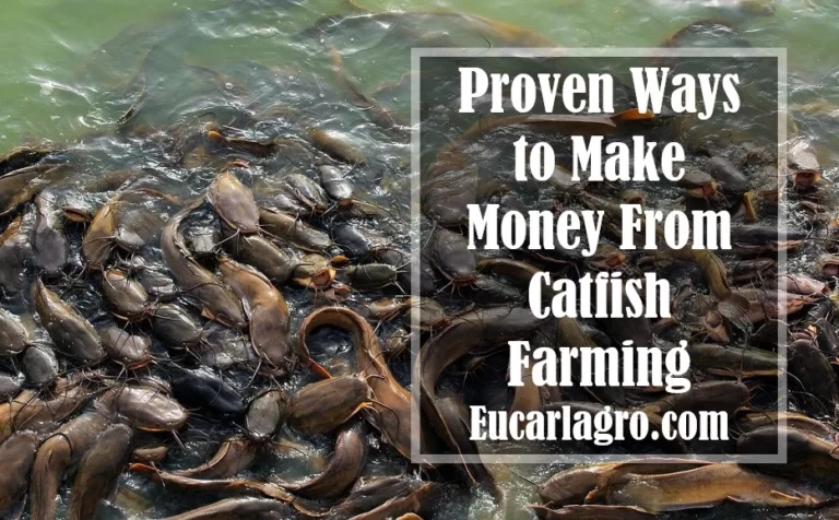 10 Proven Ways to Make Money From Catfish Farming