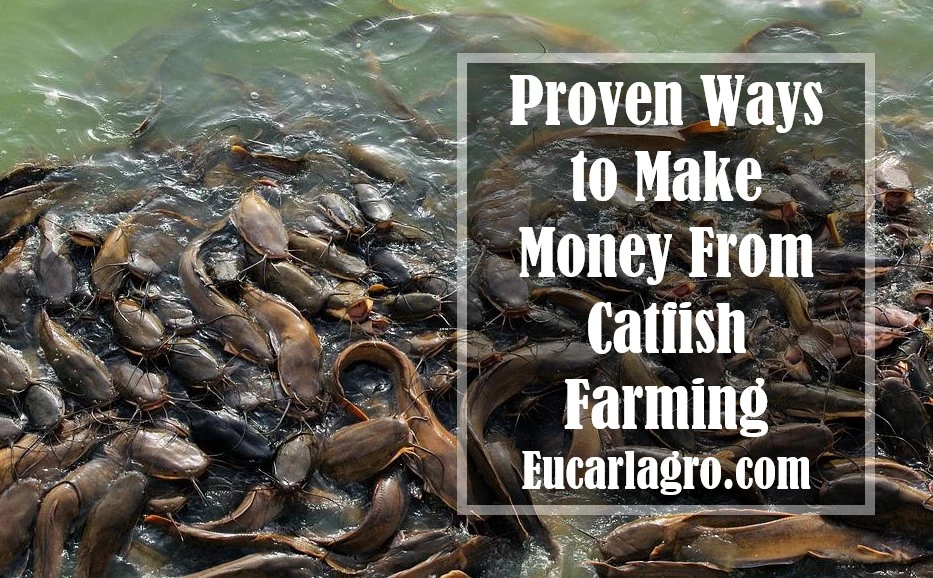 Ways to Make Money From Catfish Farming