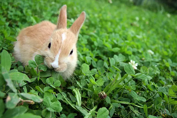 Foods for rabbits