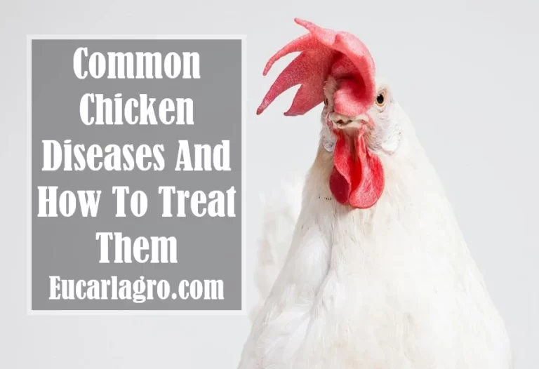 13 Common Chicken Diseases And How To Treat Them