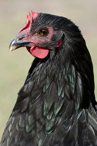 Black Orpington Chicken Breeds