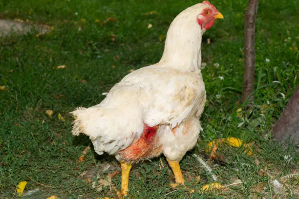 Common Chicken Disease