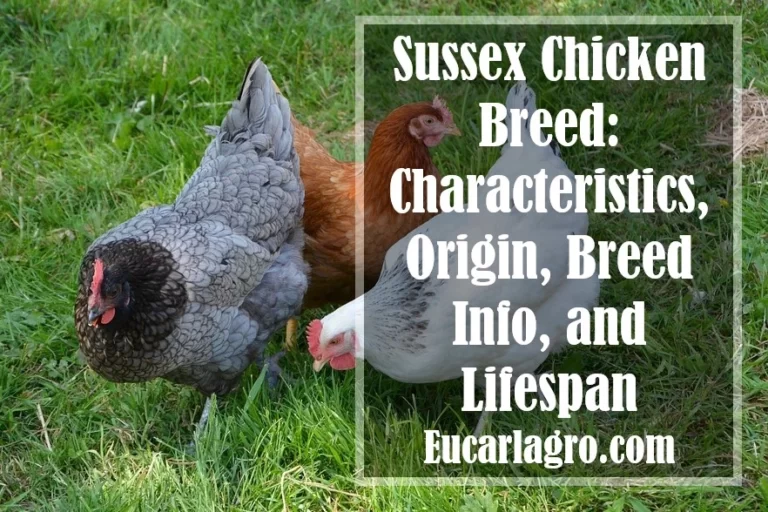 Sussex Chicken Breed: Characteristics, Origin, Breed info, and Lifespan