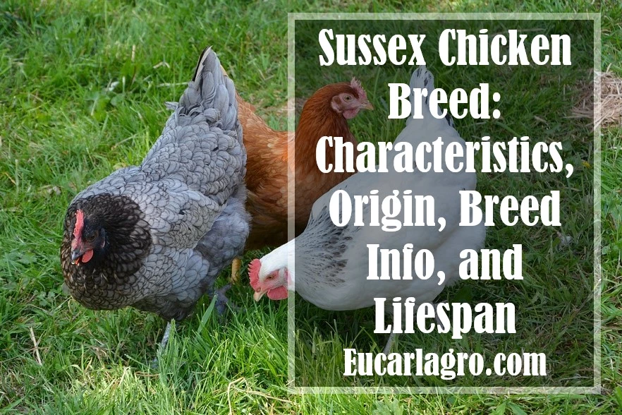 Sussex Chicken Breed