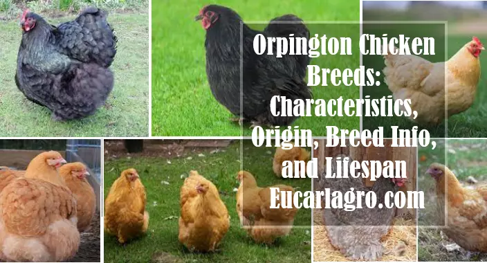 Orpington Chicken Breeds: Characteristics, Origin, Breed Info, and Lifespan