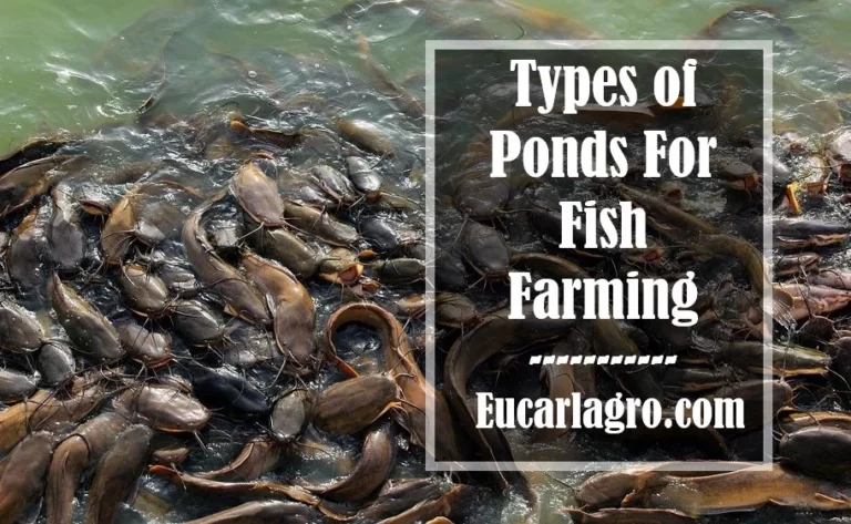 6 Types of Ponds For Fish Farming