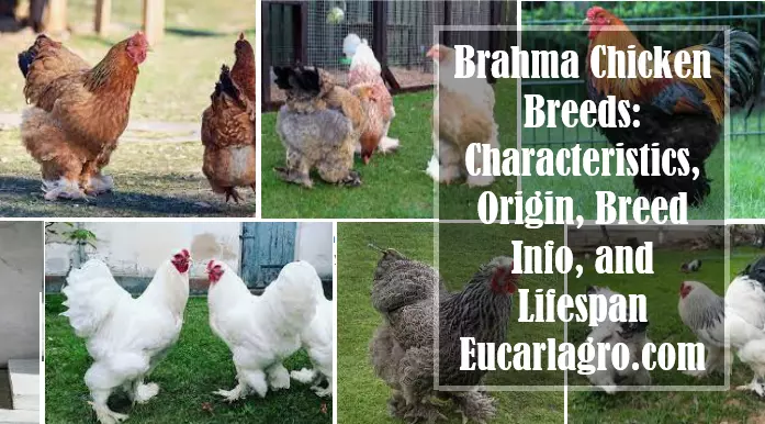 Brahma Chicken Breeds: Characteristics, Origin, Breed Info, and Lifespan