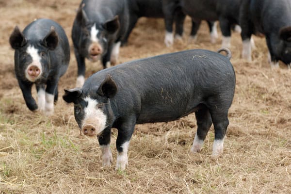 Different Types of Pig Breeds For Pig Farming