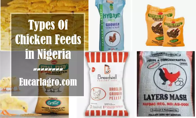 7 Types Of Chicken Feeds in Nigeria