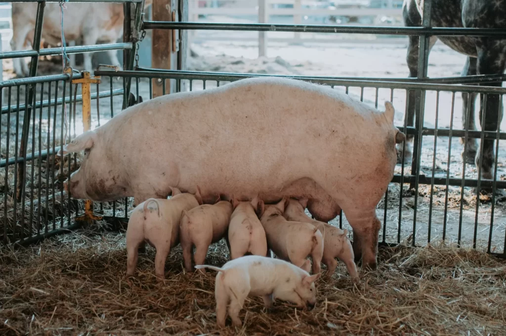 Different Types of Pig Breeds For Pig Farming