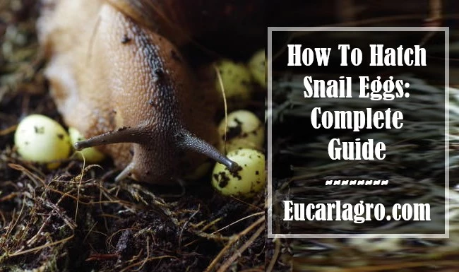 How To Hatch Snail Eggs: Complete Guide