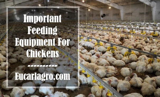 Important Feeding Equipment For Chickens